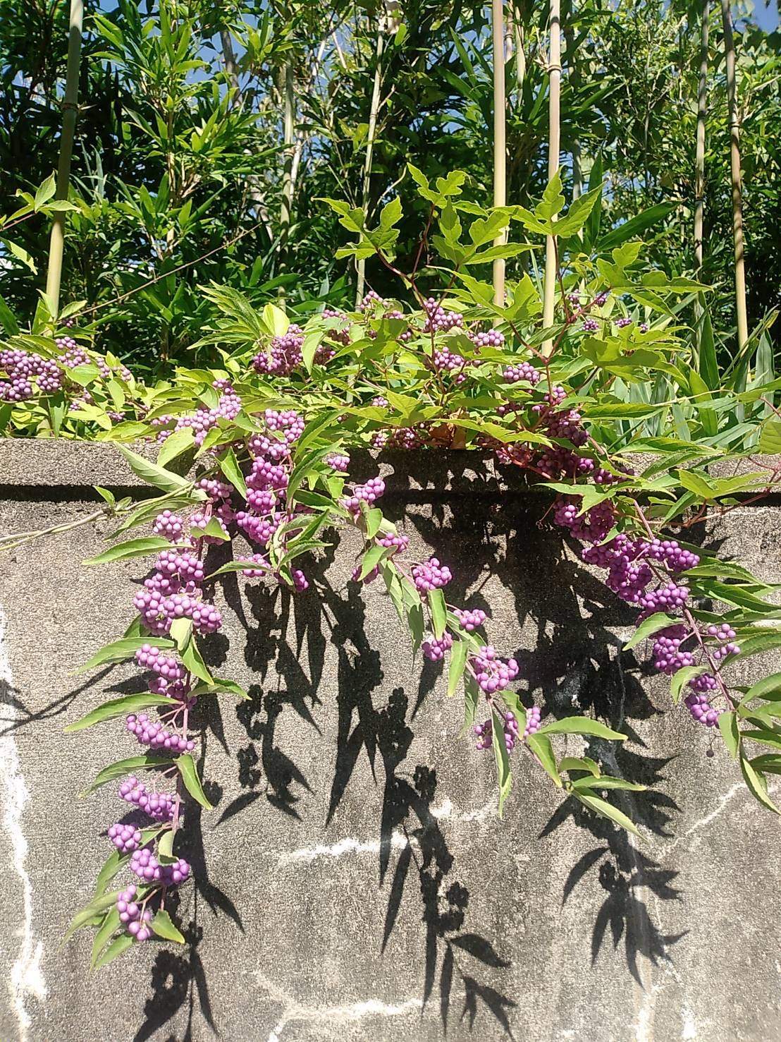 BLOG更新しました『ファージャケット入荷』